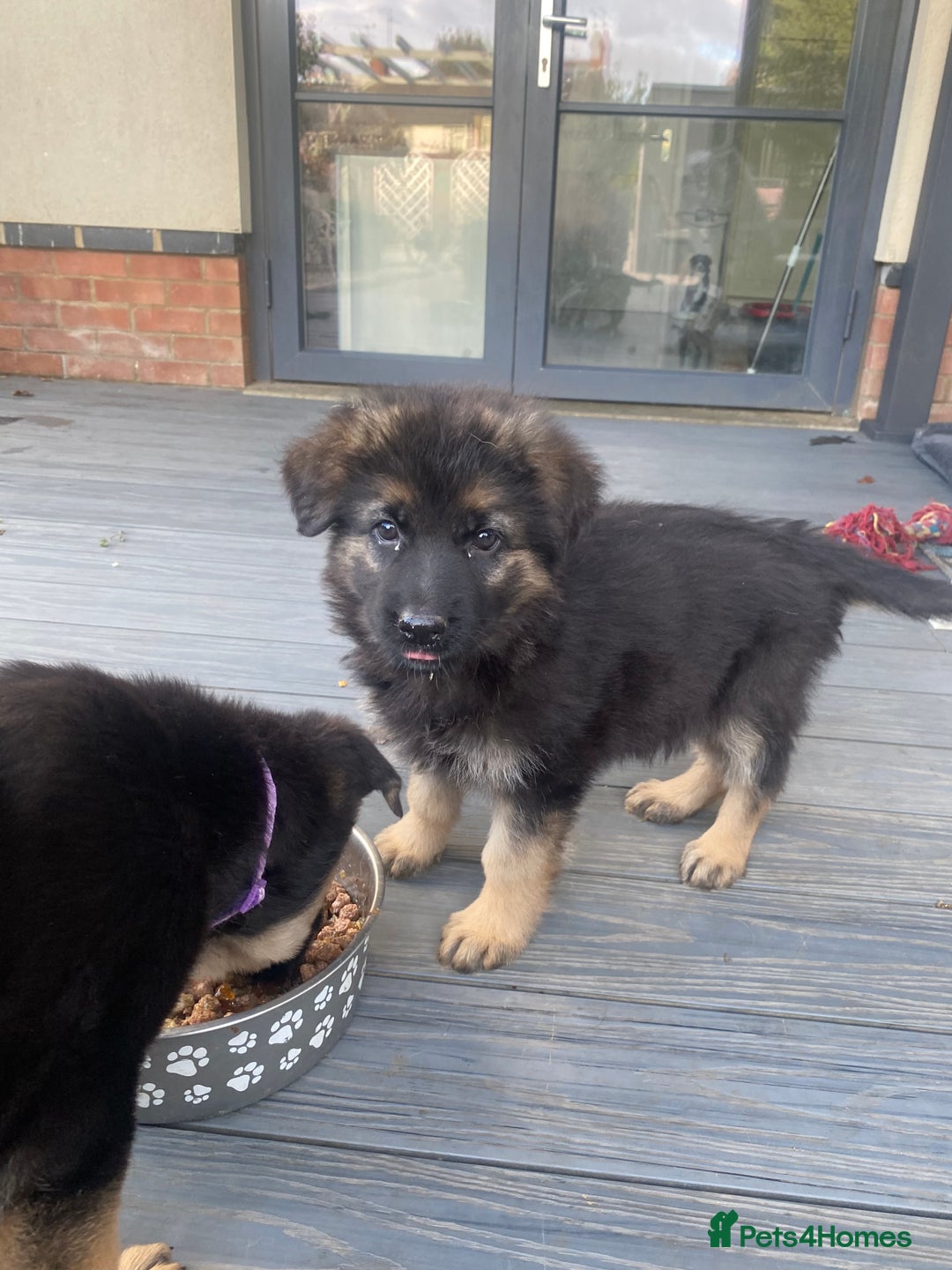 German Shepherd dogs for sale: KC Reg. Amazing Beautiful Girls Awaiting A Home ❤️ - Image 2