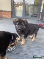 German Shepherd dogs - Advert 1