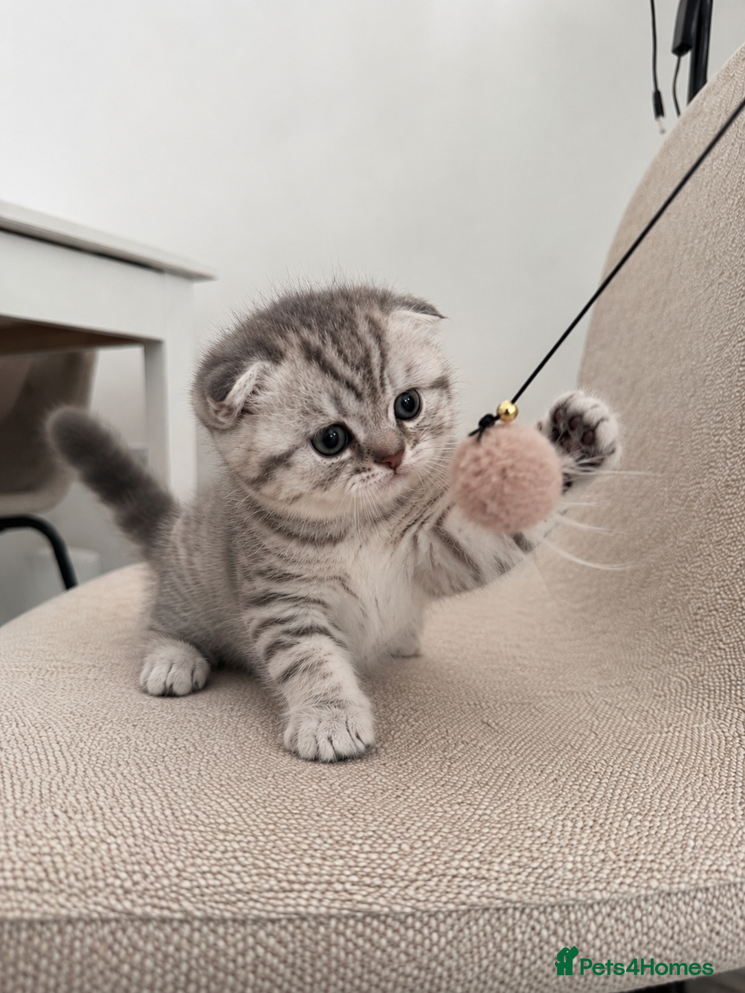 Scottish Fold cats Adorable Scottish kittens for sale🐾 - Advert 2