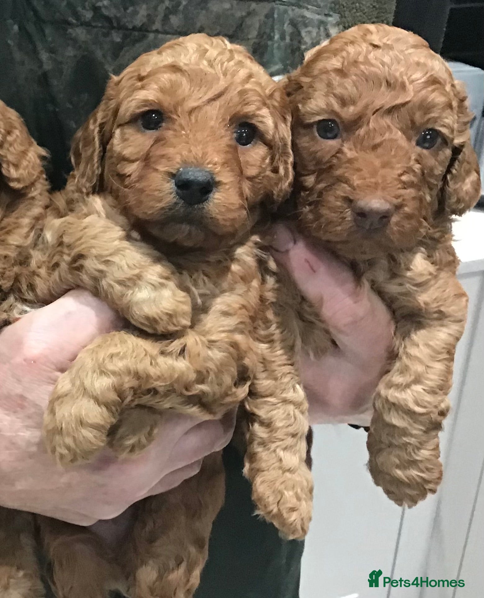 Labradoodle dogs 5* MINI F1B LABRADOODLE PUPPIES. - Advert 1