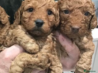 Labradoodle dogs 5* MINI F1B LABRADOODLE PUPPIES. - Advert 1