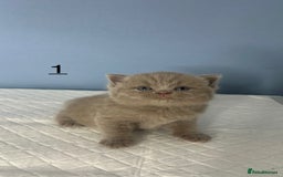 British Shorthair cats for sale: 🐱Adorable Rare Lilac British Shorthair Kittens - Image 7