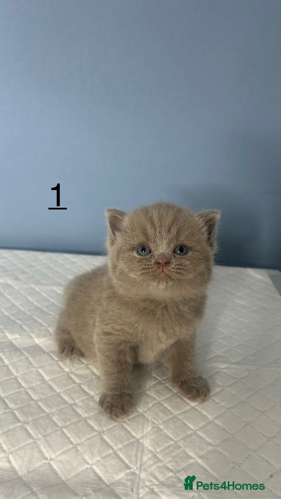 British Shorthair cats for sale: 🐱Adorable Rare Lilac British Shorthair Kittens - Image 7