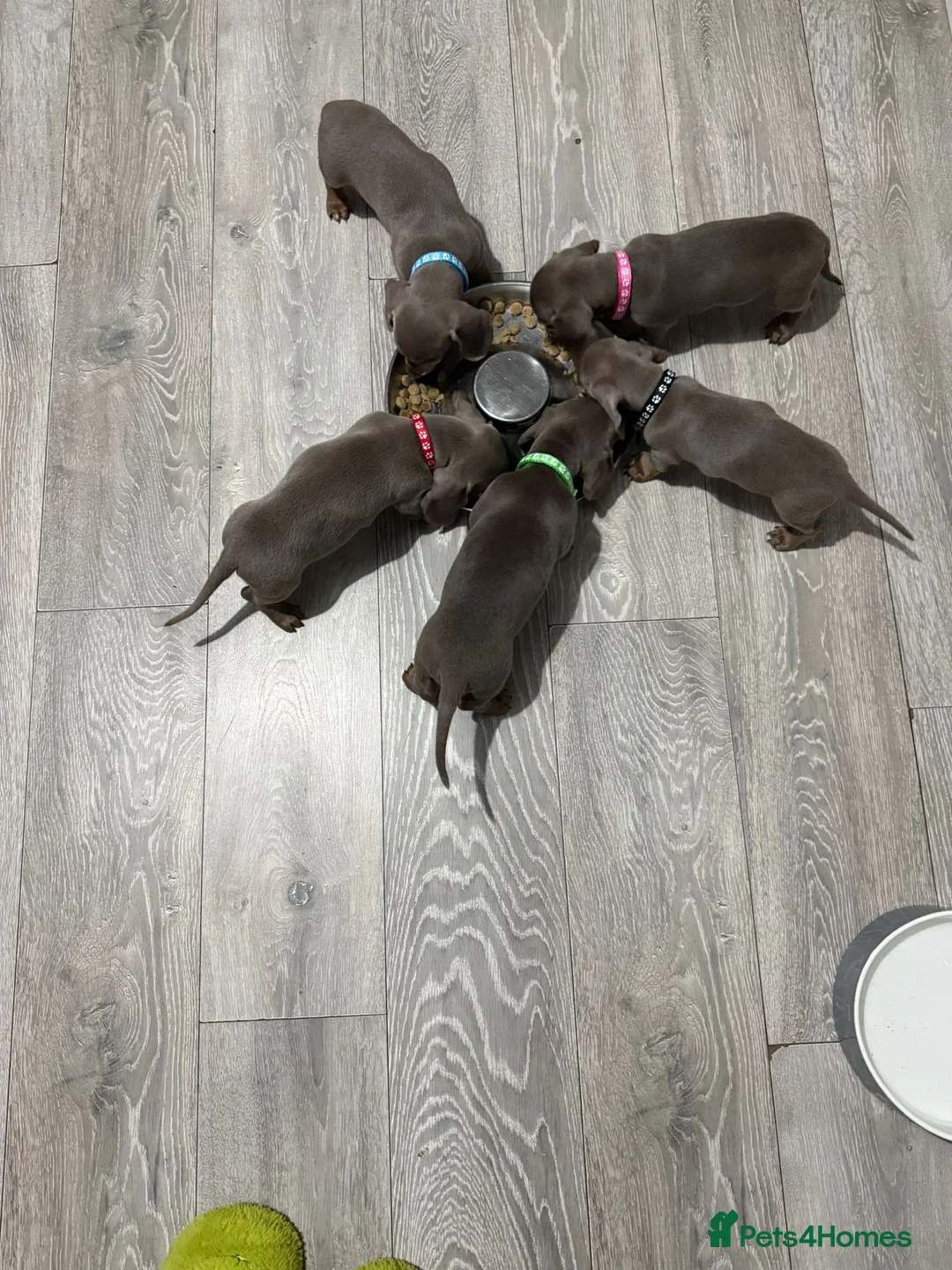 Miniature Dachshund dogs for sale: PRA Clear Miniature Dachshund Puppies  - Advert 11