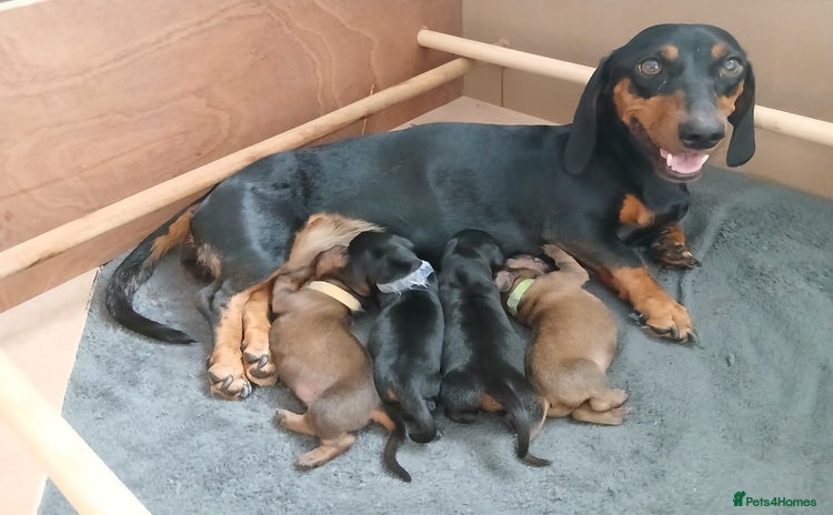 Dachshund dogs - Advert 3