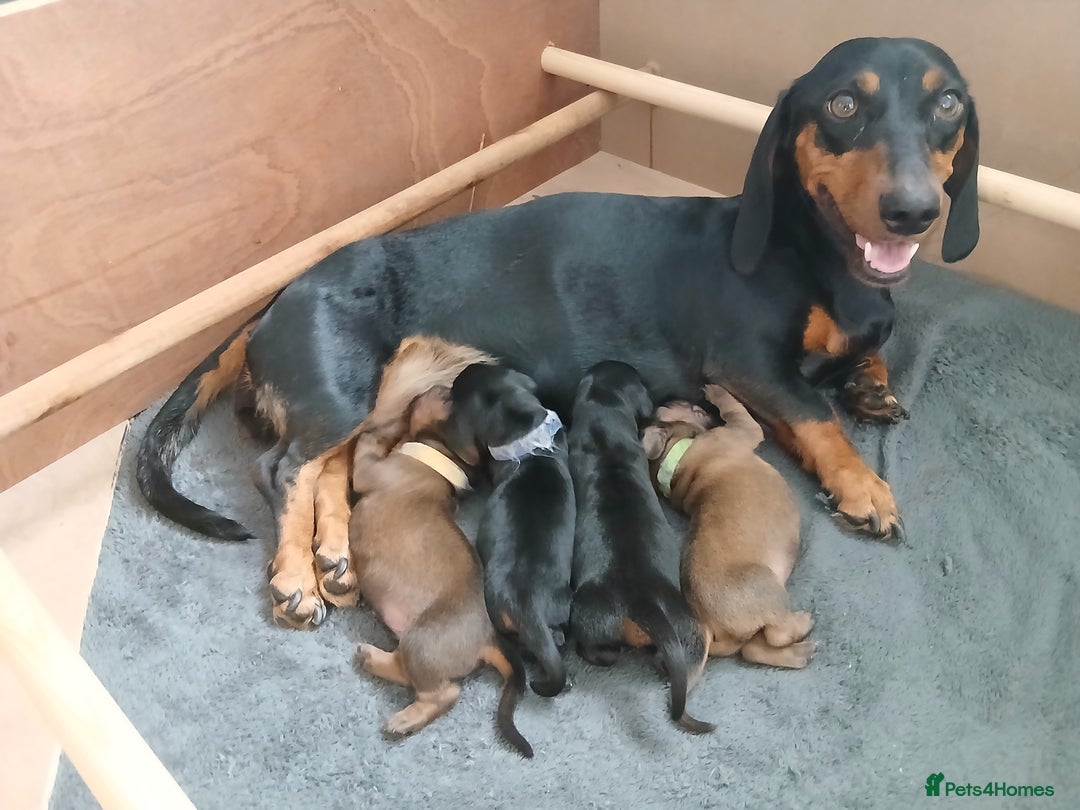 Dachshund dogs for sale: Standard dachshund puppies - Image 1