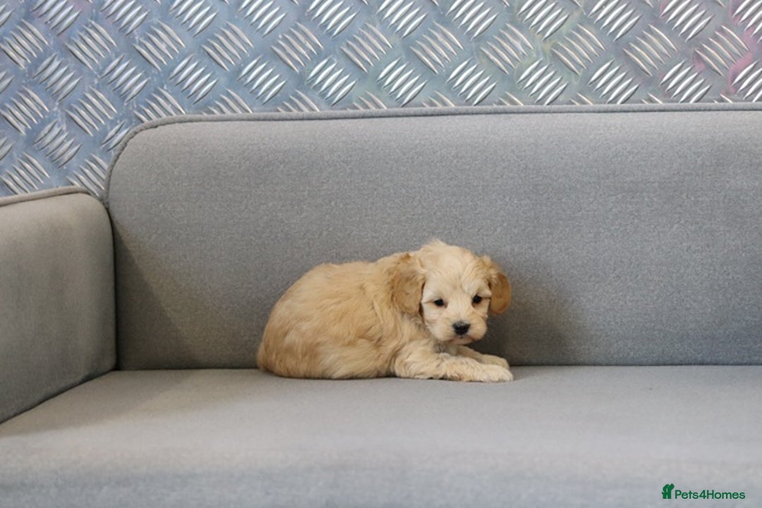 Cavapoochon dogs for sale: Cavapoochon puppies for sale - Advert 19