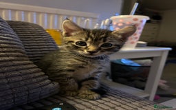 Domestic Shorthair cats for sale: Kittens - Image 4