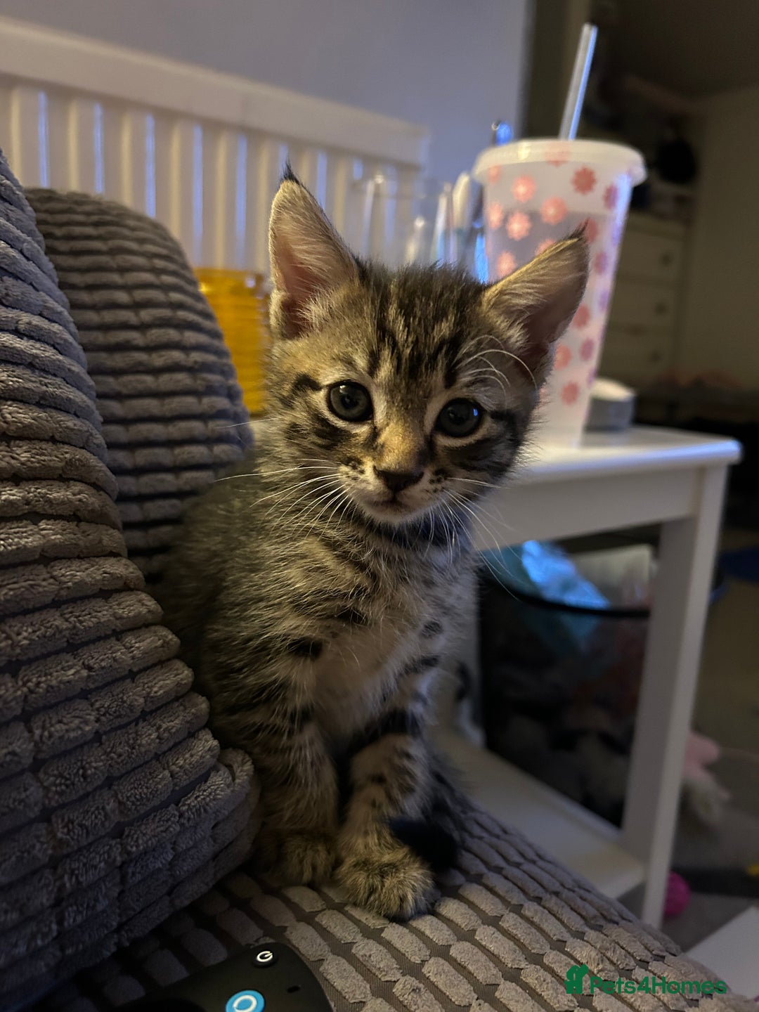 Domestic Shorthair cats for sale: Kittens - Image 4