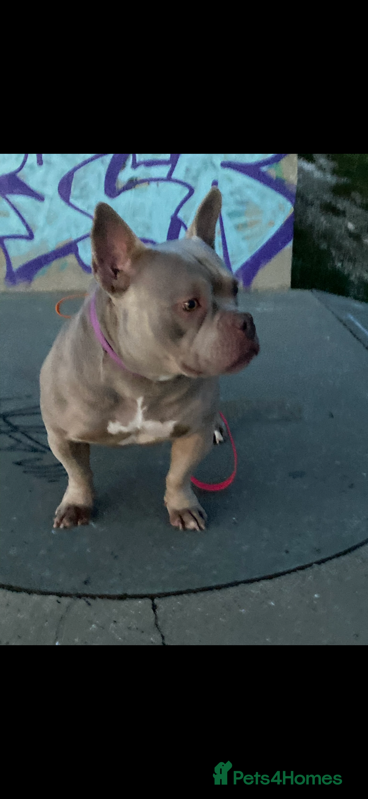 American Bully dogs Lilac Micro Bully  - Advert 12