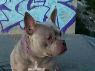 American Bully dogs Lilac Micro Bully - Advert 1