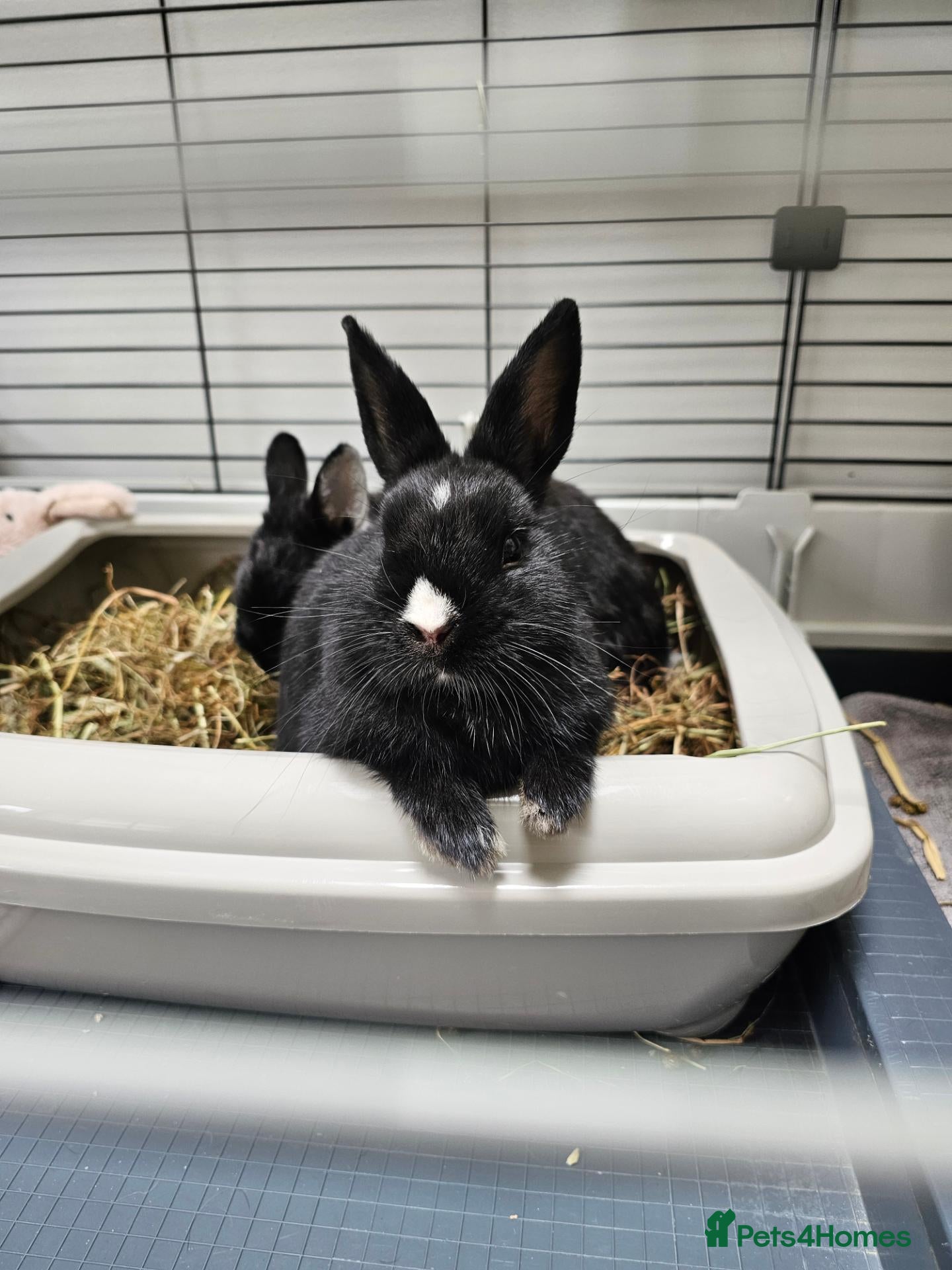 Netherland Dwarf rabbits Purebred Netherland Dwarf Doe - Advert 9