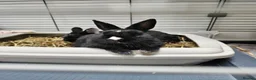 Netherland Dwarf rabbits for sale: *AVAILABLE* Purebred Netherland Dwarf Doe - Advert 8