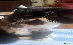 Persian cats for sale: Stunning Black Smoke GCCF Active ** Persians - Image 12