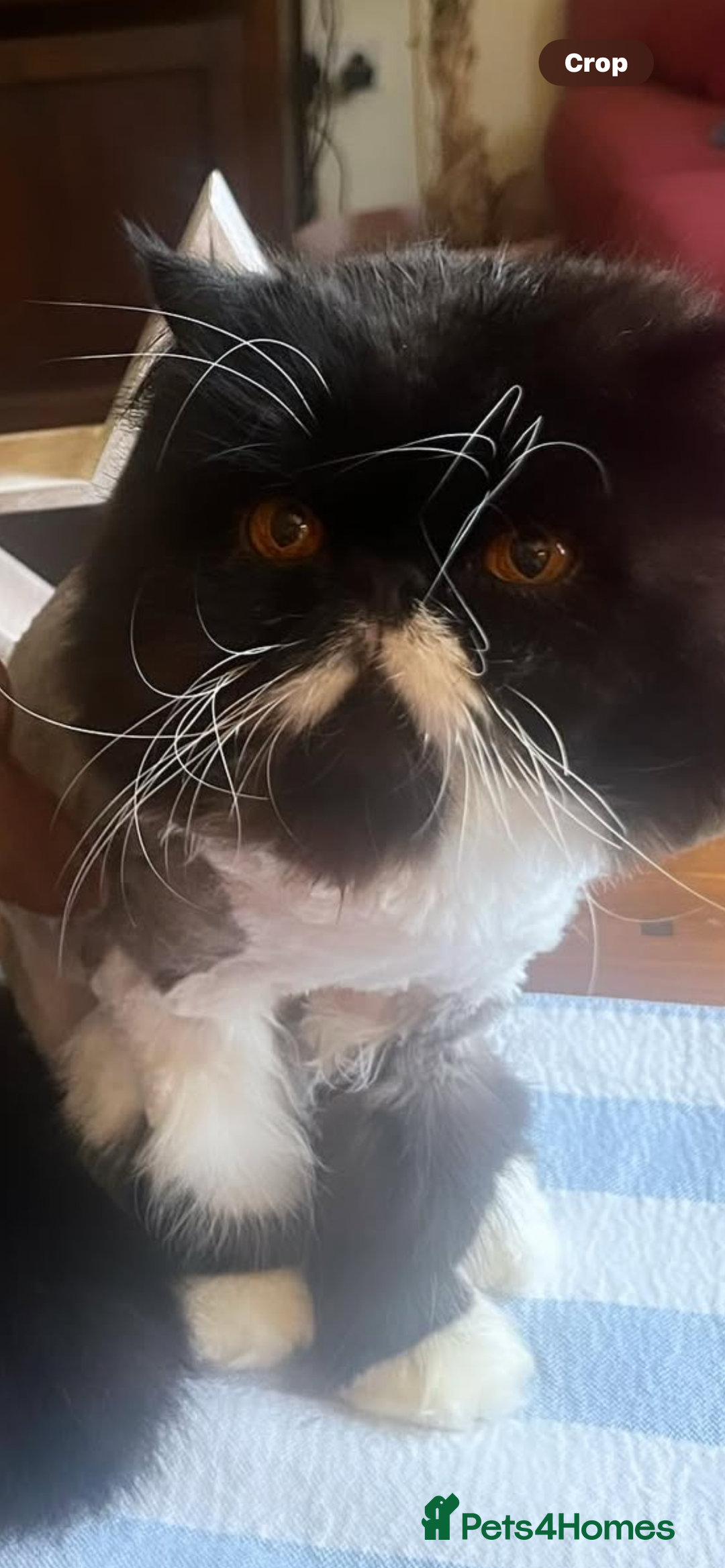 Persian cats for sale: Stunning Black Smoke GCCF Active ** Persians - Image 12