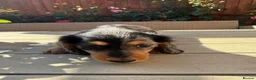 Miniature Dachshund dogs for sale: KC registered Miniature Dachshund Puppies - Advert 19