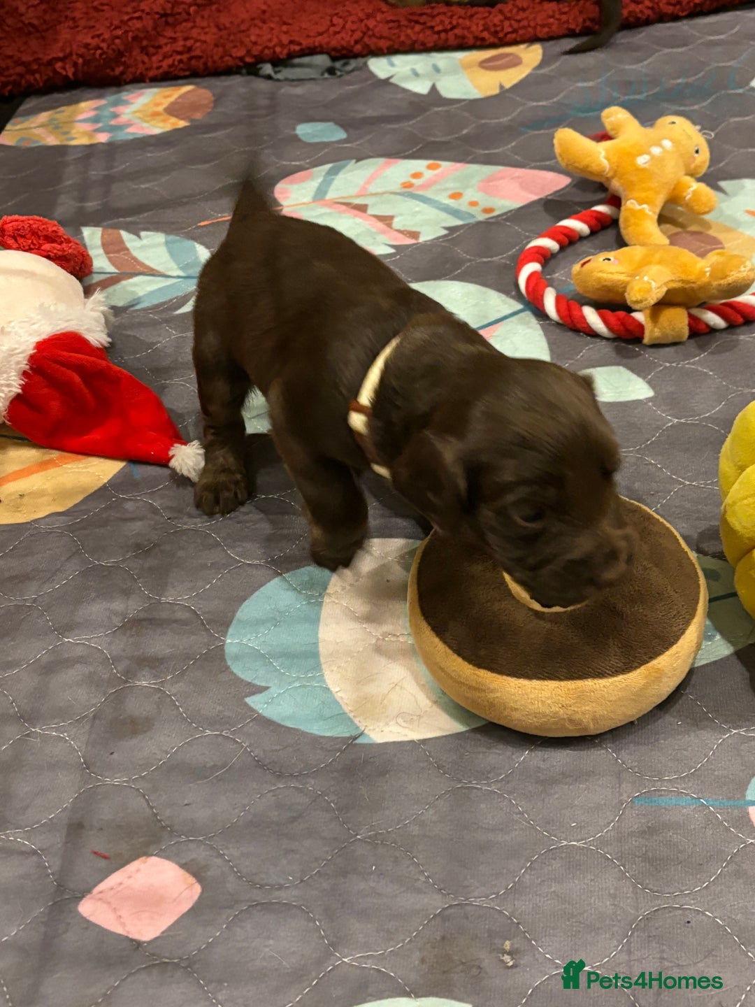 Cocker Spaniel dogs for sale: Beautiful Cocker Spaniel Puppies - Advert 19