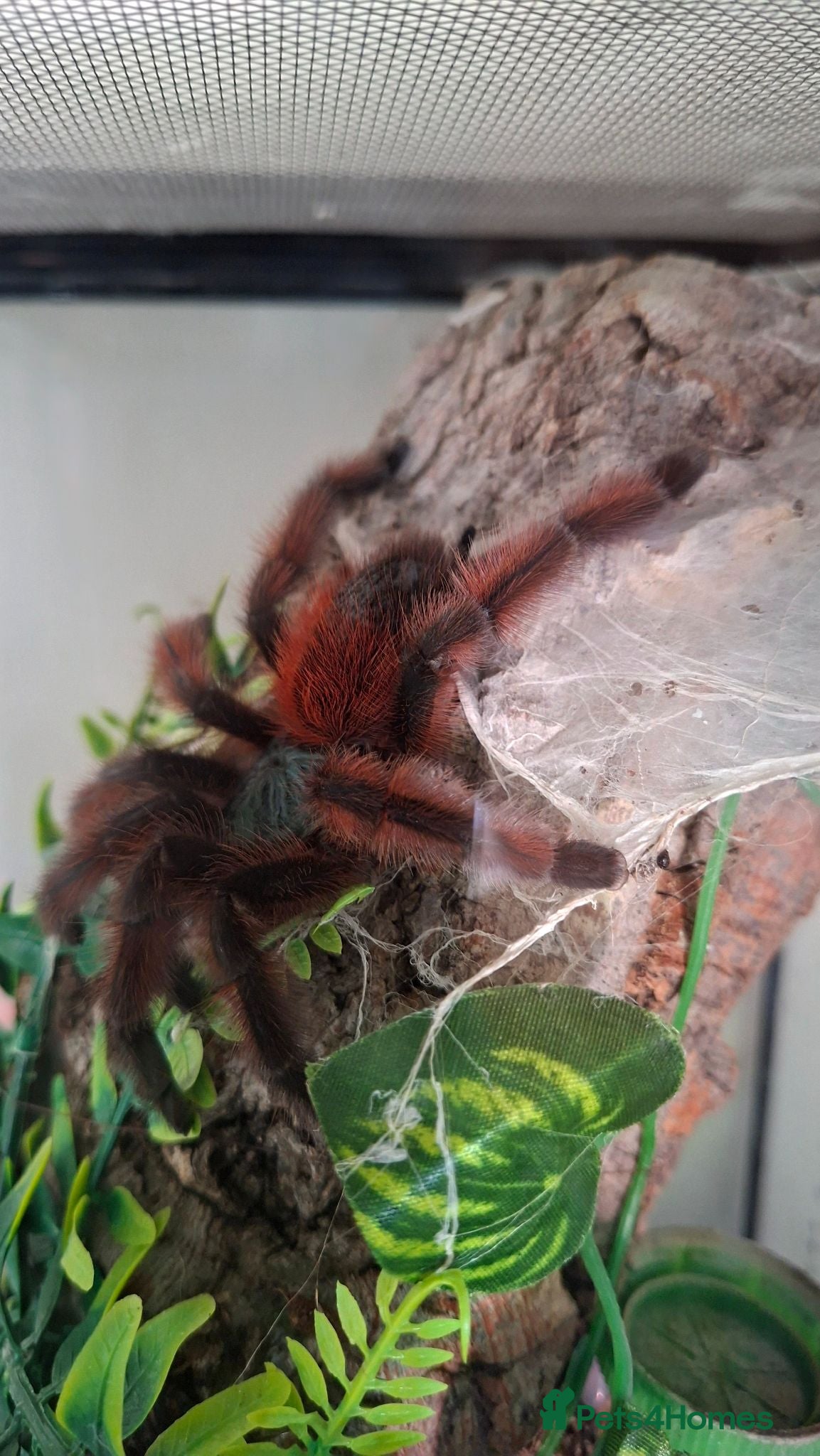 Tarantulas invertebrates Tarantula Collection  - Advert 2