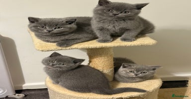 British Shorthair cats - Advert 4