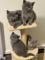 British Shorthair cats - Advert 4