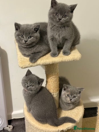 British Shorthair cats - Advert 10