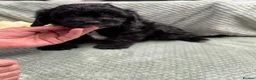 Cavapoo dogs for sale: Beautiful Cavapoo puppies - Advert 12