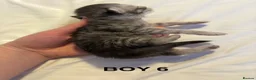 Persian cats for sale: all kittens on hold - Advert 25