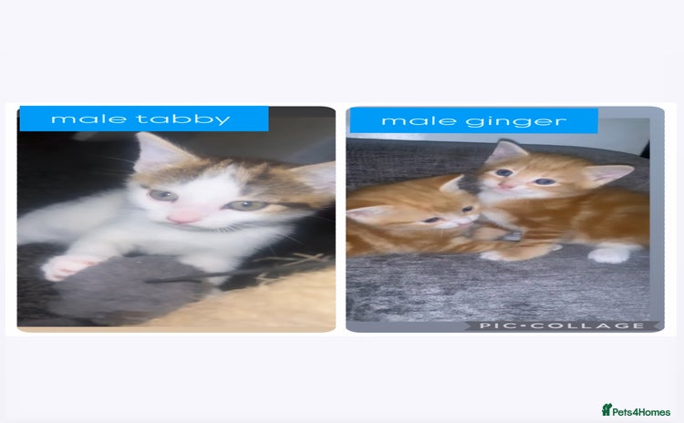 Mixed Breed cats - Advert 15