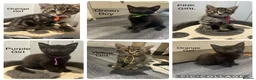 Mixed Breed cats for sale: British Mixed Kittens 5 Girls 1 Boy  - Advert 6
