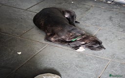 Mixed Breed dogs for sale: Cane corso cross lurcher pup - Image 3