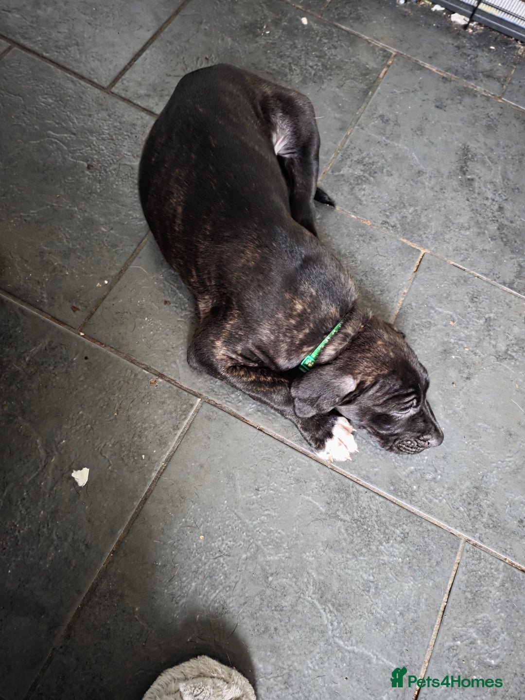 Mixed Breed dogs for sale: Cane corso cross lurcher pup - Image 3