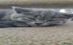 British Shorthair cats for sale: Both parents pedigreesTICA pedigree-dad5xchampion  - Image 14