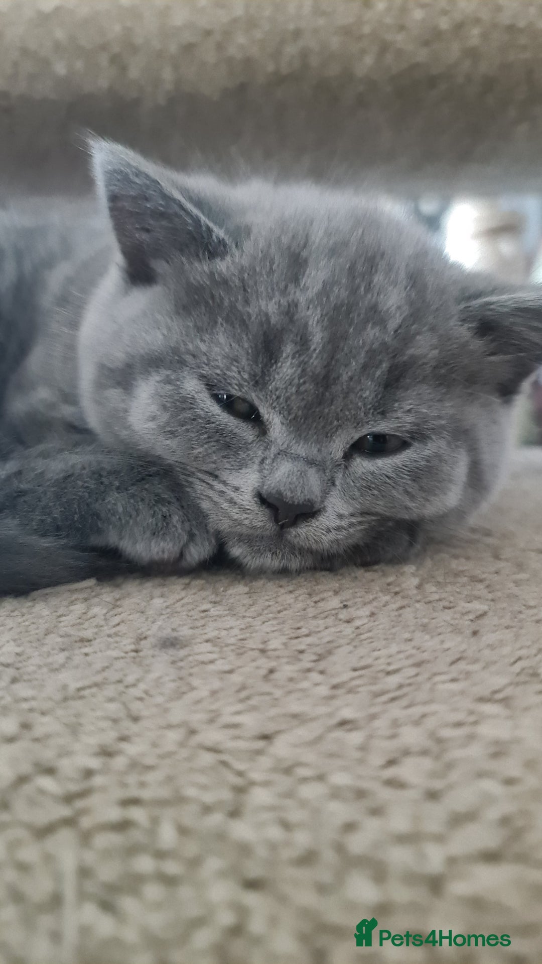 British Shorthair cats for sale: Both parents pedigreesTICA pedigree-dad5xchampion  - Image 14