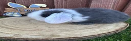 Mini Lop rabbits for sale: 🥰😍Stunning purebred mini lops ready to reserve  - Advert 27