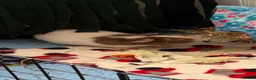 Guinea Pig rodents for sale: Guinea pig boar  - Advert 2