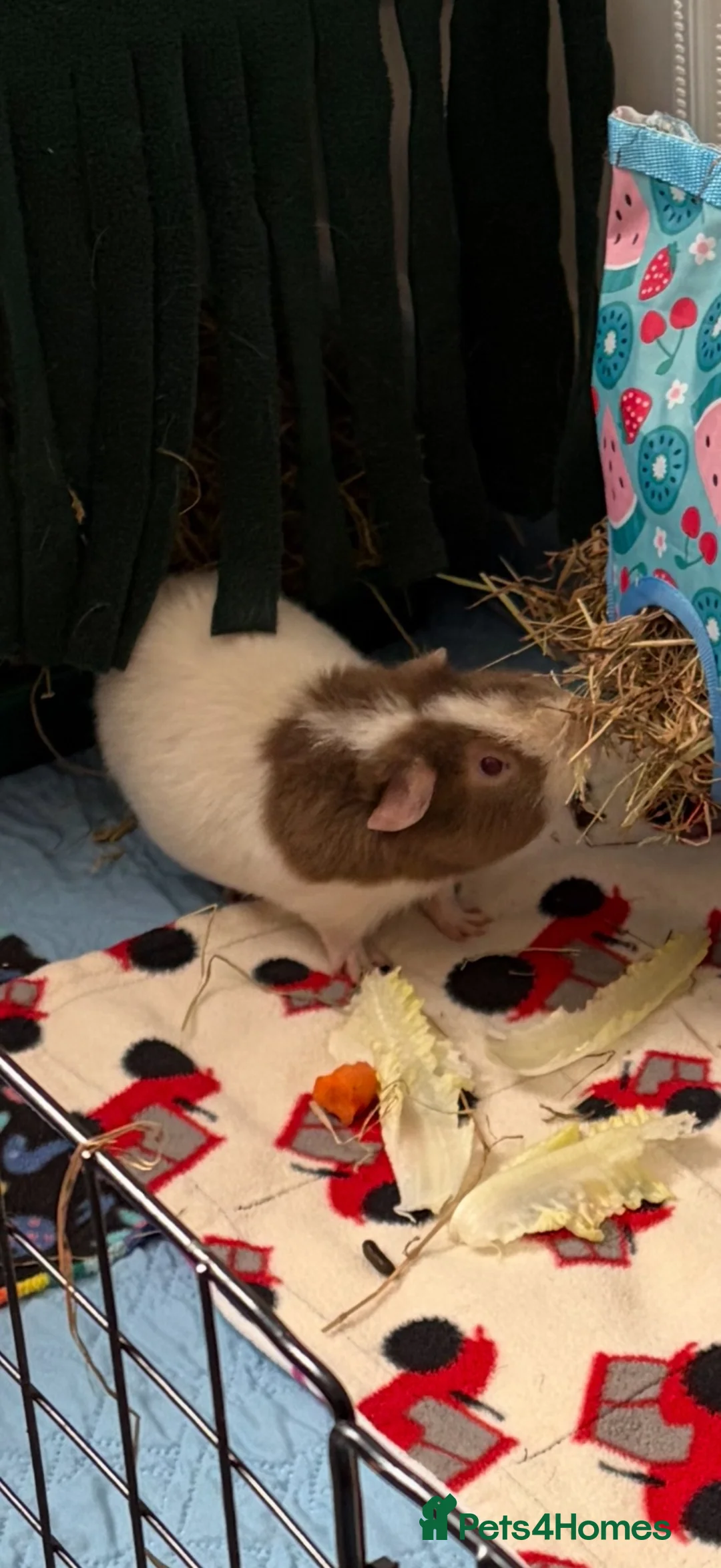 Guinea Pig rodents for sale: Guinea pig boar  - Advert 2