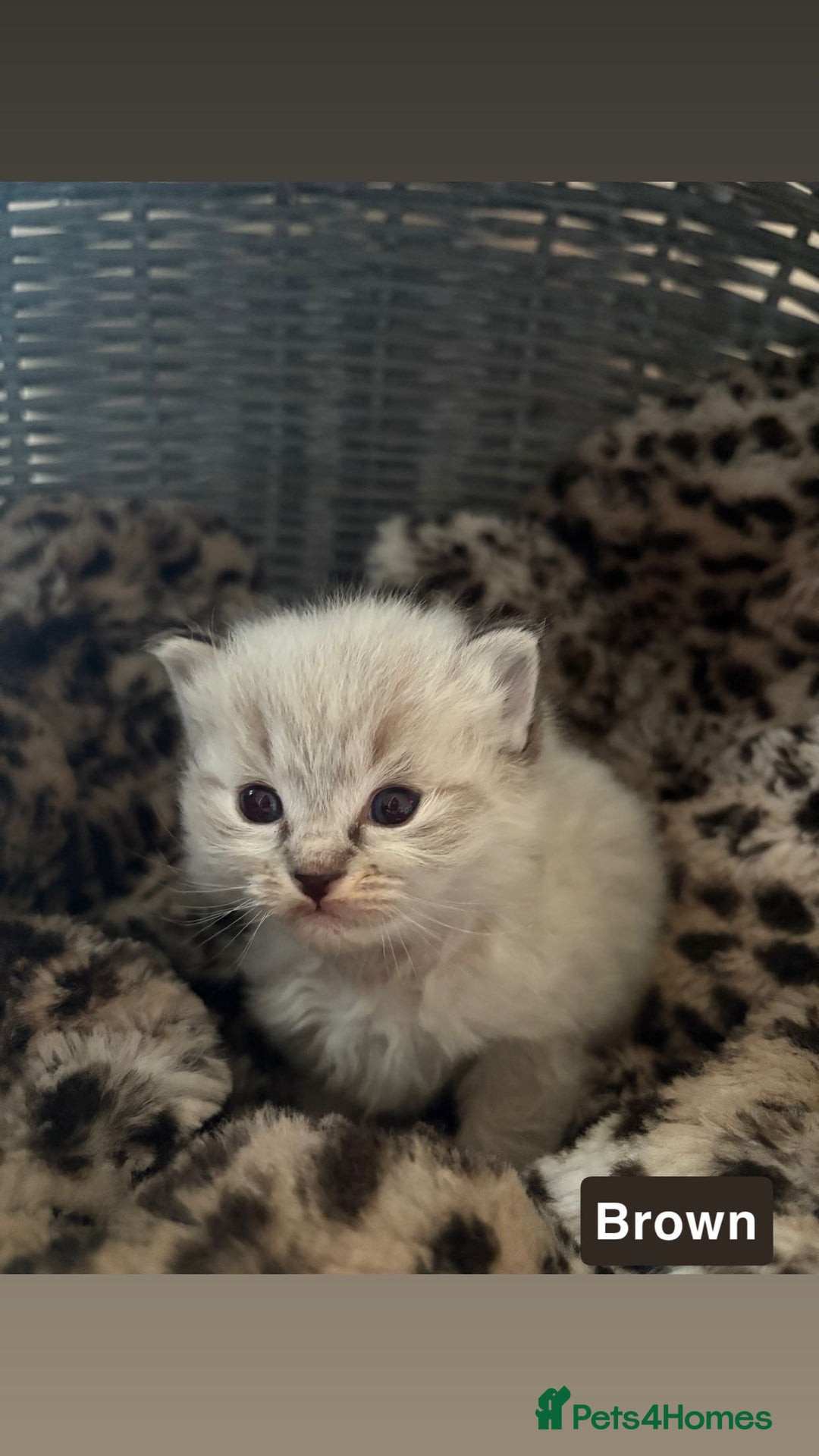 Ragdoll cats for sale: ☁️ 5 beautiful purebred ragdoll kittens☁️ - Advert 1