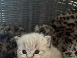 Ragdoll cats ☁️ 5 beautiful purebred ragdoll kittens☁️ - Advert 1