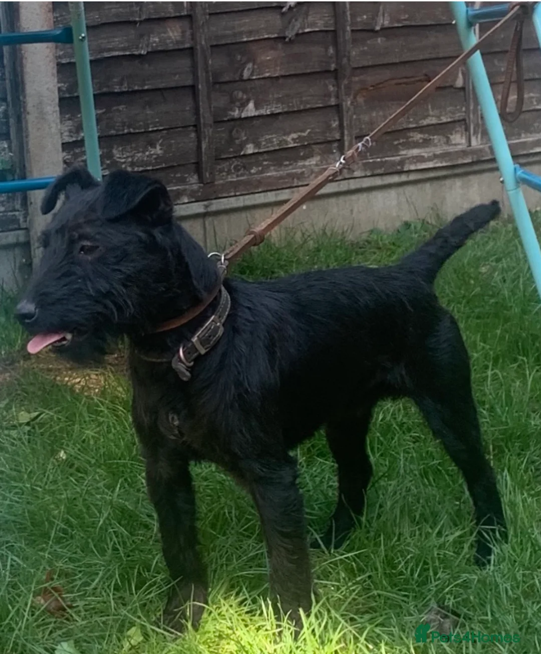 Patterdale Terrier dogs for stud: Top quality patterdale fell terrier at stud  - Advert 1