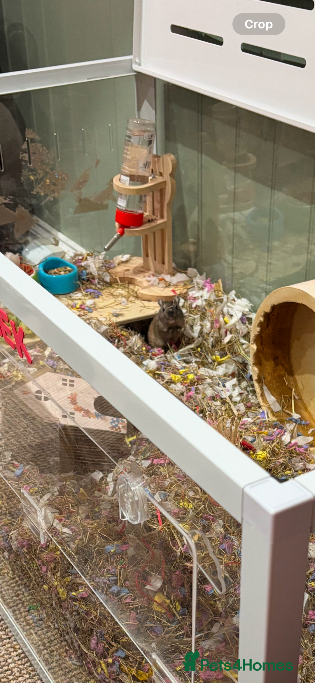Gerbil rodents for sale: Peanut ( male gerbil 1 year 7 months) - Image 2