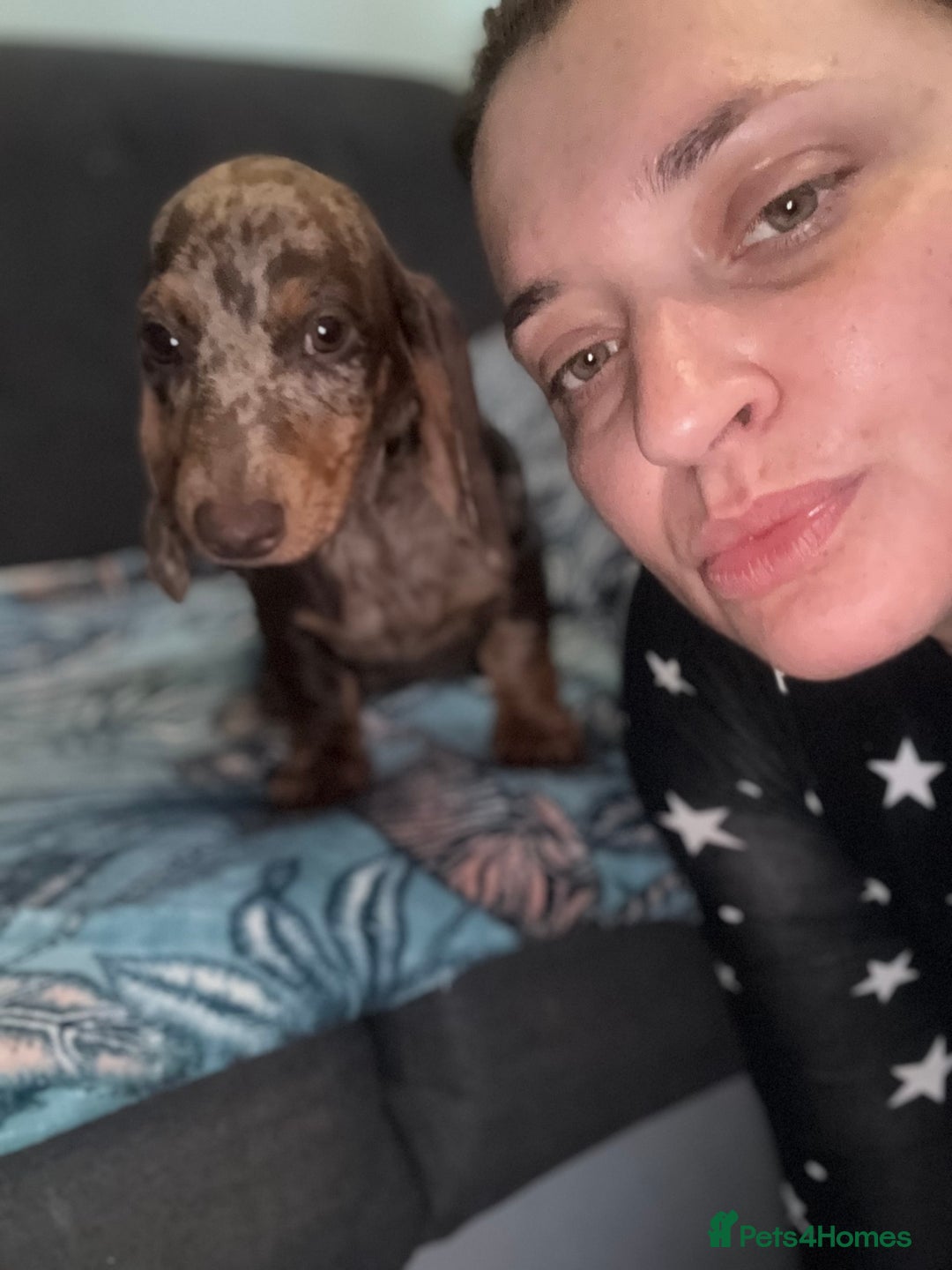 Dachshund dogs for sale: SOLD OUT! Thank you very much!!! Lovely Dachshunds - Advert 20