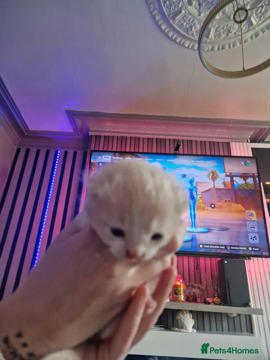 Exotic cats for sale: Exotic male persian  - Advert 2