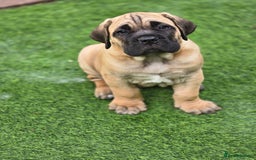 Cane Corso dogs for sale: Cane corso puppies  - Image 3