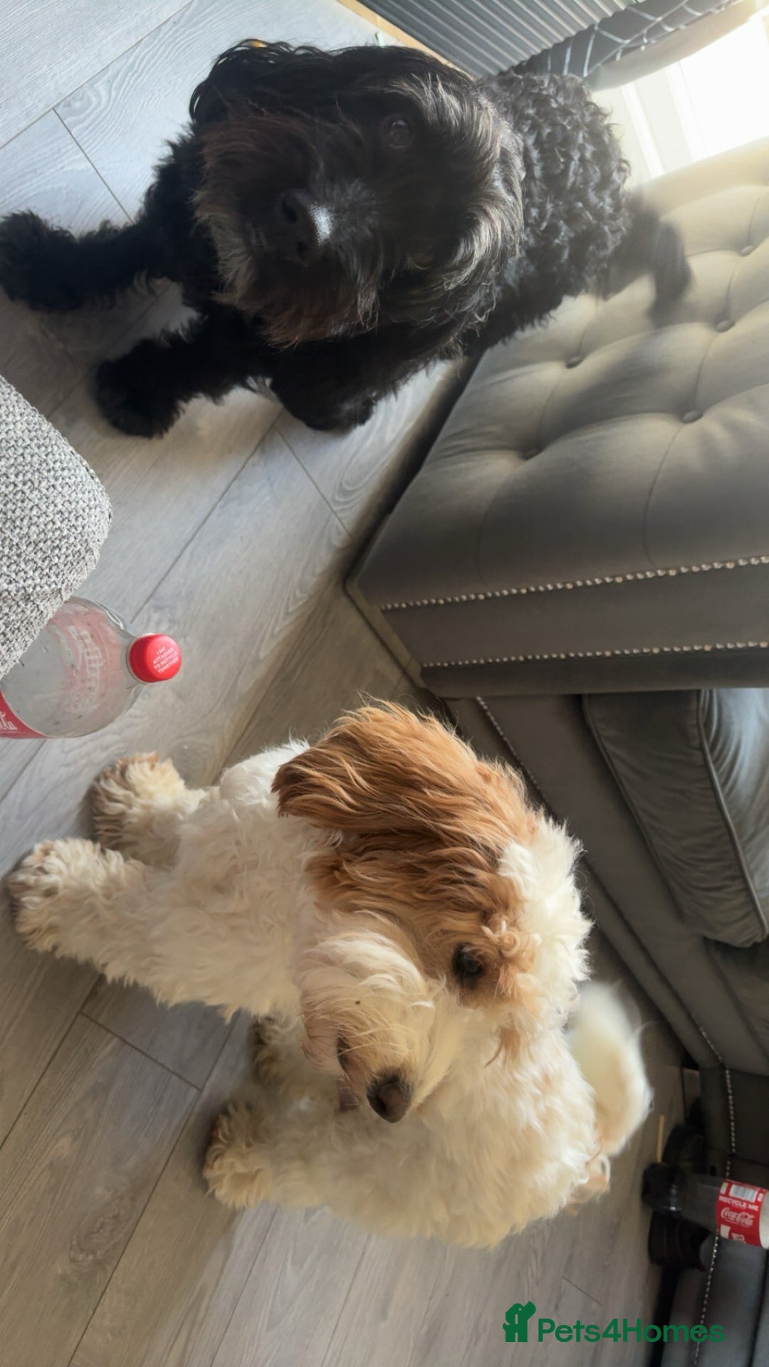 Mixed Breed dogs for sale: Litter off 8 girls f2 cockapoos  - Image 12