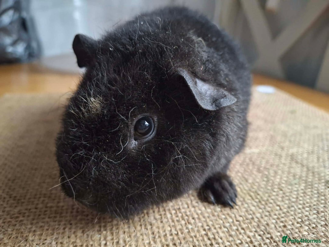 Guinea Pig rodents for sale: Teddy baby boars brothers  - Advert 9