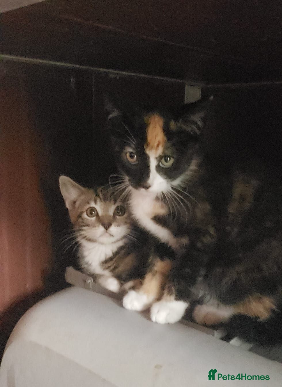 Mixed Breed cats Domestic Short Hair/Farm Kittens  - Advert 1