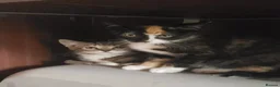 Mixed Breed cats for sale: Domestic Short Hair/Farm Kittens  - Advert 1