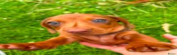 Miniature Dachshund dogs for sale: Beautiful Miniature Dachshunds 🐾 - Advert 16