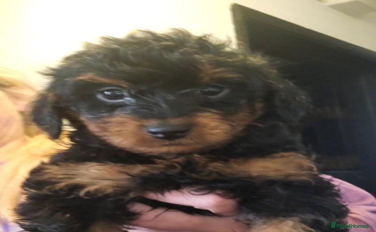 Doxiepoo dogs - Advert 1