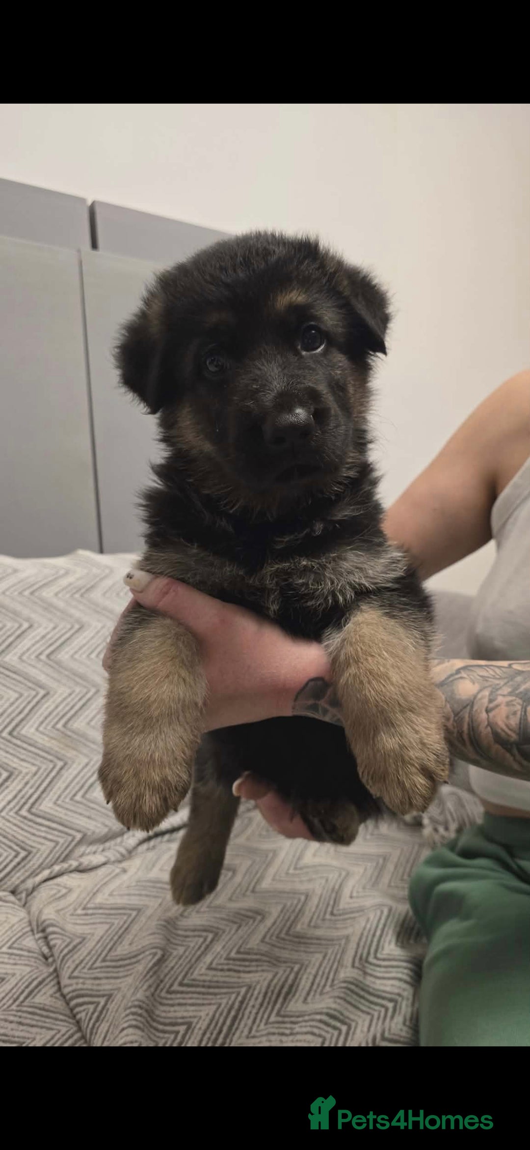 German Shepherd dogs 6 beautiful German Shepherd puppies - Advert 1